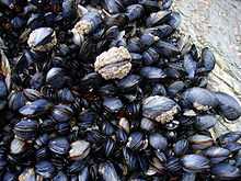 Amas de moules et d'anatifes accrochées à un rocher à marée basse.