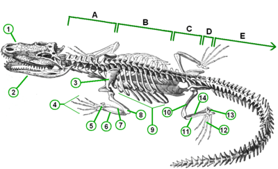 Dessin d'un squelette de crocodilien vu de dessus, légendé.