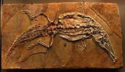 Moulage d'un crocodileimus robustus issu du site paléontologique de Cerin et exposé au muséum des sciences naturelles de Belgique