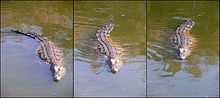 Trois photographies d'un crocodile vue de face en train de nager, ondulant la queue sur la photo de droite, ondulant le reste du corps sur celle du milieu et avec la queue courbée à gauche sur celle de gauche.