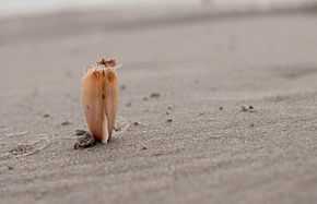 Bivalve posé à la verticale sur le sable d'une plage avec la mer en fond, le pied légèrement sorti de la coquille et pénétrant dans le sable.