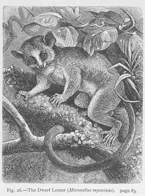 Description de l'image Dwarf Lemur.jpg.