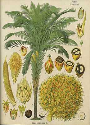 Description de l'image Elaeis_guineensis_-_Köhler–s_Medizinal-Pflanzen-056.jpg.