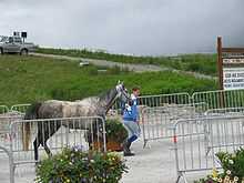 Sur une piste en sable, entre des barrières métalliques, une jeune femme court devant un cheval gris au trot qu'elle tient en licol.