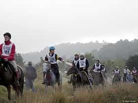 Image illustrative de l'article Endurance (équitation)