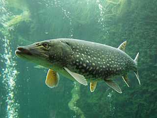 Un grand brochet nage dans un aquarium.