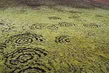 La photo montre des cercles esquissés sur un tapis d'herbes ou de lichen.