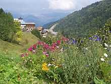 Fleurs de montagne près du hameau de Celliers (la Léchère) sur la route du col de la Madeleine