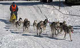 Image illustrative de l'article Course de chiens de traîneaux