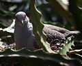 Geopelia cuneata Schönbrunn 2007a.jpg