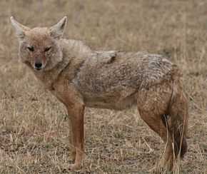 photo d'un chacal dans la savane