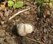 Coquille d'escargot, à l'envers, cellée par une cloison blanc beige