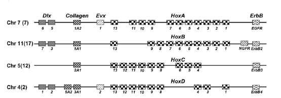 schéma montrant la répartition des gènes dans les complexes humains de gènes Hox, à noter qu'aucun des quatre complexes ne comportent la série complète de treize gènes