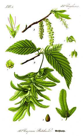Description de l'image Illustration Carpinus betulus 1.jpg.