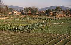 Champs dans la vallée de Katmandou en bordure d'un village