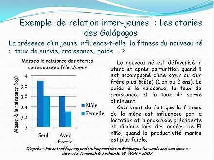 exemple de relation inter-jeune chez les otaries des Galápagos