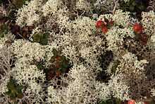 Mousses de lichen blanches avec des petits fruits de couleur rouge.