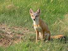 Renard véloce assis, avec une fourrure rousse