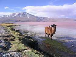 Llama en la laguna Colorada Potosí Bolivia.jpg