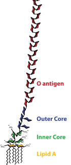 Lipopolysaccharide (LPS)