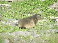 Marmotte près de la route entre Bonneval-sur-Arc et le col de l'Iseran