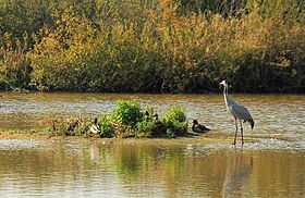 Image illustrative de l'article Parc du Marquenterre