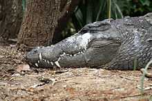 Vue de profil de la tête d'un crocodile, les dents des mâchoires inférieure et supérieure sont visibles.