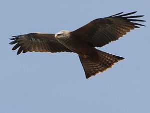 photo d'un rapace en vol