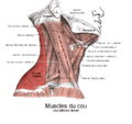 Muscle trapèze1.png