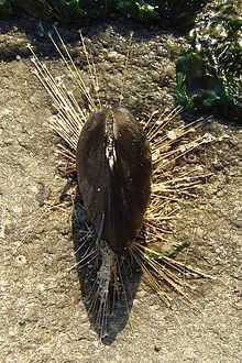 Moule posée sur une paroi rocheuse à marée basse, le byssus forme des filaments s'échappant de la coquille pour venir s'accrocher sur la paroi rocheuse.