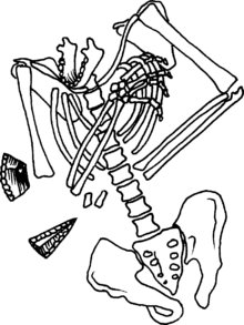 Dessin d'os formant un squelette partiel sans crâne (sauf mâchoire inférieure), ni jambe, ni main gauche, avec 2 éclats.