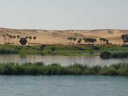 Photographie des berges herbeuses du Nil.