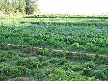 Un champ en agriculture biologique