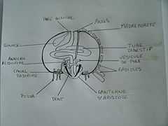 La coupe d'un oursin tortue