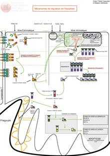 Mécanisme de régulation de l'Apoptose