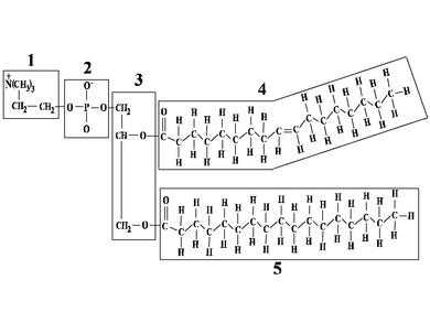 Formule développée d'un phosphoglycérolipide