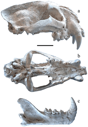 Crâne et mandibule de Panthera zdanskyi