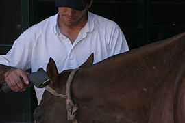 Tonte de la crinière d'un cheval de polo.