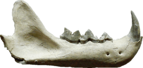 Description de l'image Pseudaelurus teeth.png.