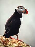 Puffin.jpg