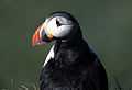 Puffin2-1.jpg