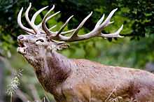 Tête d'un cerf aux longues cornes en train de bramer, la gueule ouverte.