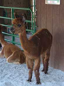 Rose Hill Farm Alpaca 02.jpg