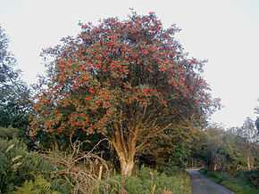 La photo montre un arbre de l'espèce Sorbus aucuparia, ou sorbier des oiseleurs, dont les fleurs sont rouges.