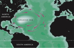 Image illustrative de l'article Mer des Sargasses