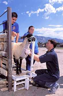 Ciel bleu, quelques légers nuages, fond de montage, plein soleil ; à l’avant-plan, un mouton blanc à la tête et aux pattes noires est maintenu par un homme sur une étroite passerelle métallique ; un vétérinaire ganté, agenouillé devant l'animal, l’examine attentivement tandis qu’une femme attend le verdict en arrière-plan.