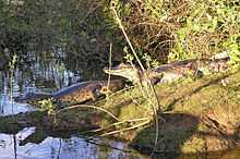 Photo de deux caïmans vus de profil sur la rive.