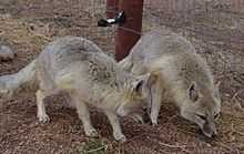 Deux Renards véloces marchant côte à côte.