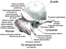 Temporal droit.png