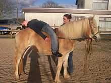 Un enfant allongé en arrière sur le dos d'un poney